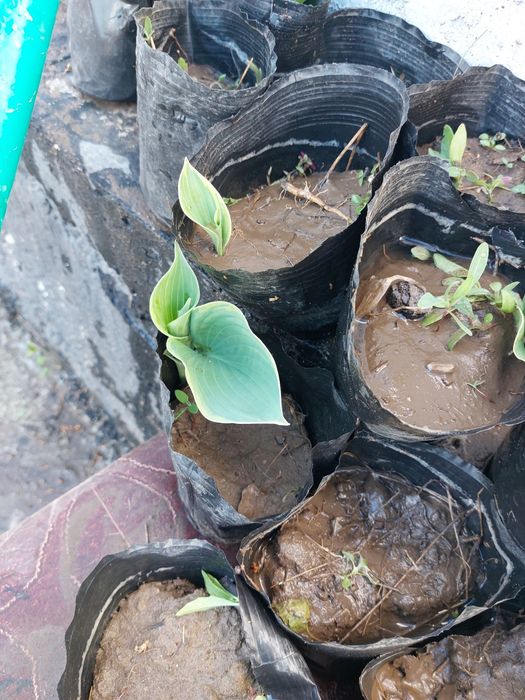 Хоста местная морозостойкая