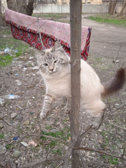 Кошка сямская умная