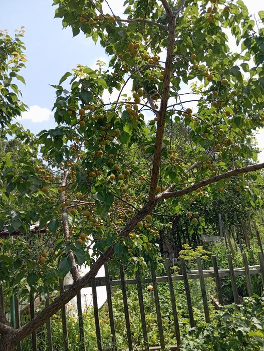 Дача в СО "Краснопартизанское"