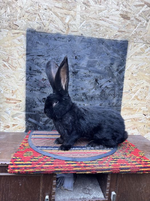 Vand sau schimb mascul uroas