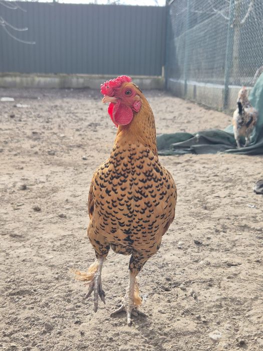 Cocoș pitic (liliput)