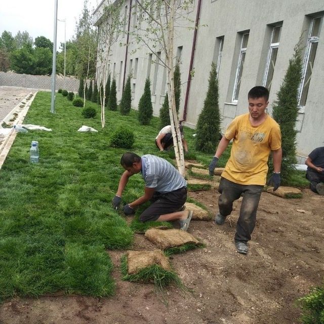 Gazon ruloni  va uruğ sepish  xizmati