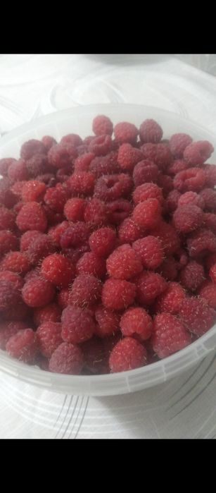 Продам малину сладкую
