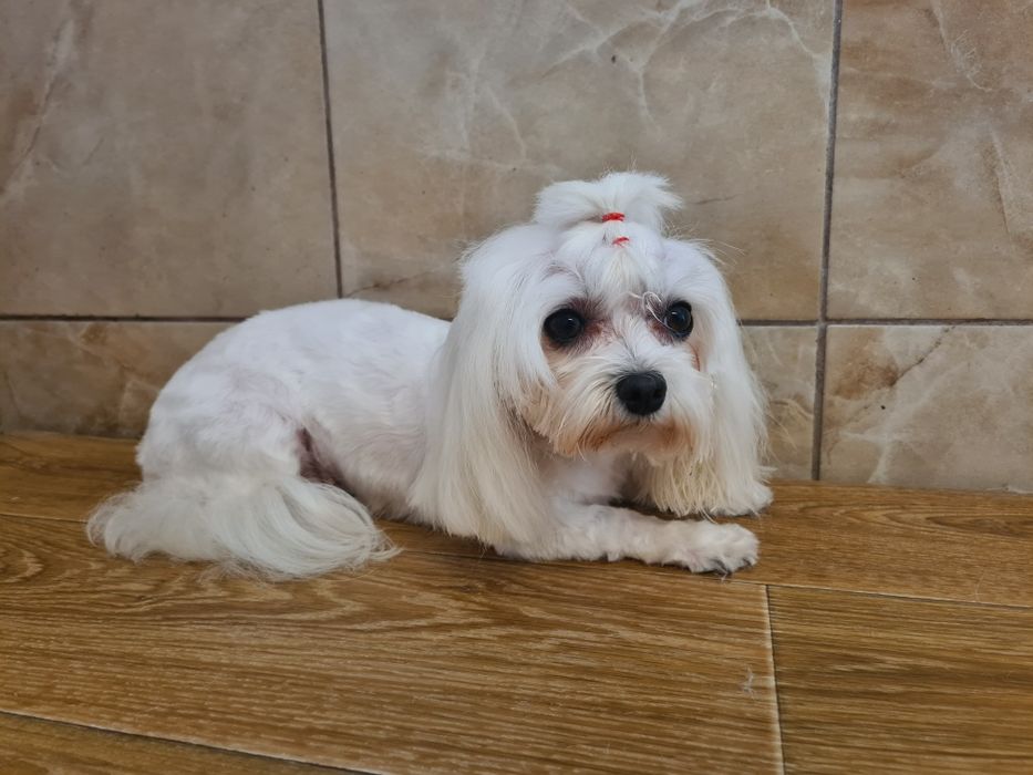 Toaletaj Canin Gheorgheni