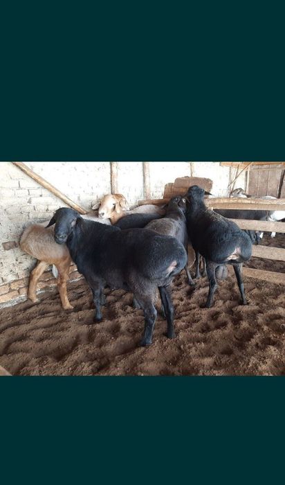 Qassob xizmatlari 24/7