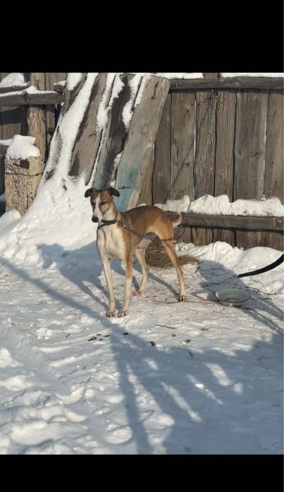 Хорты сучка торг