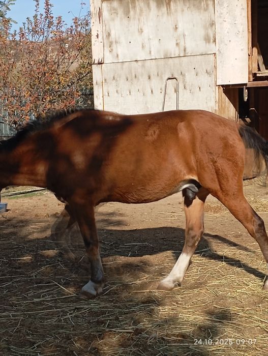 Продам мерина молодого