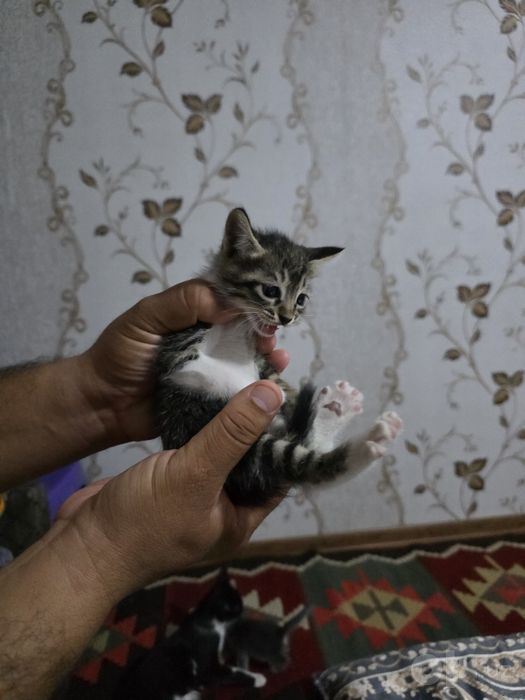 Отдам котят в добрые руки