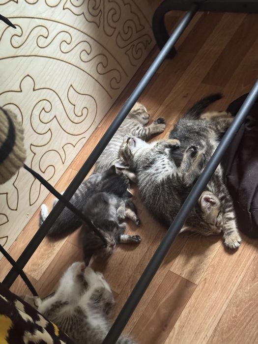 Котята бесплатно