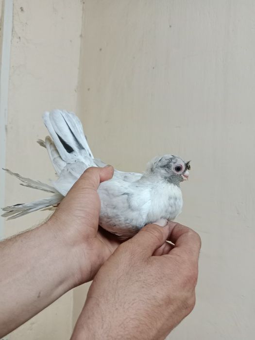 Продам малоносых голубей