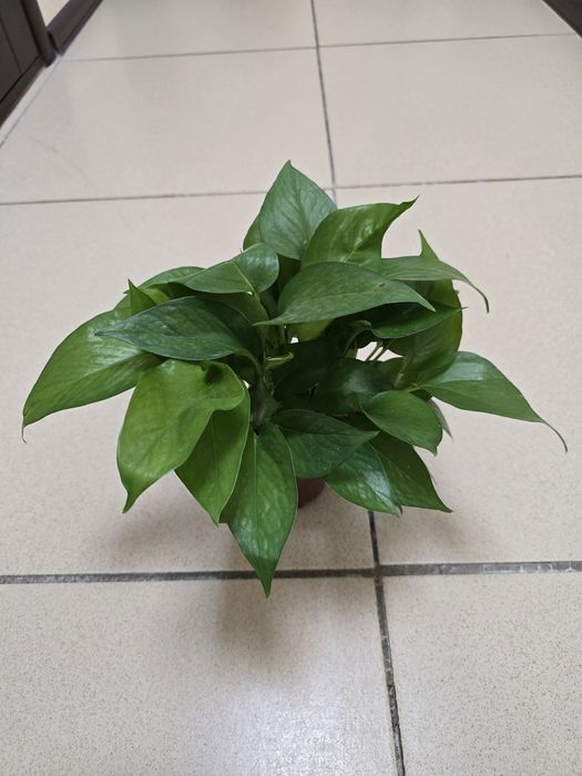 Продам комнатные цветы