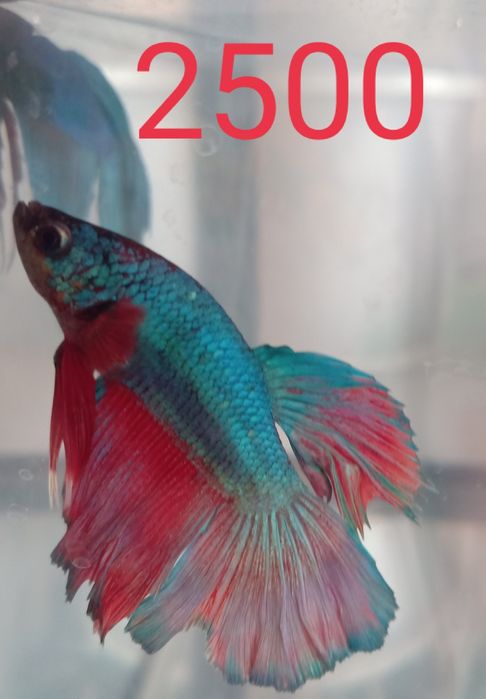 Аквариум на 12 литров