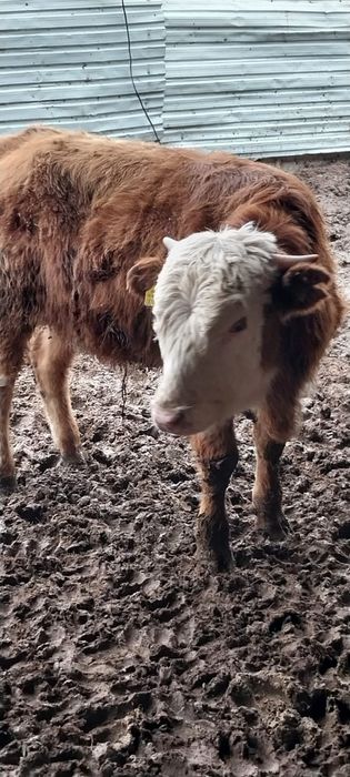 Буқа полтарашка сатылады