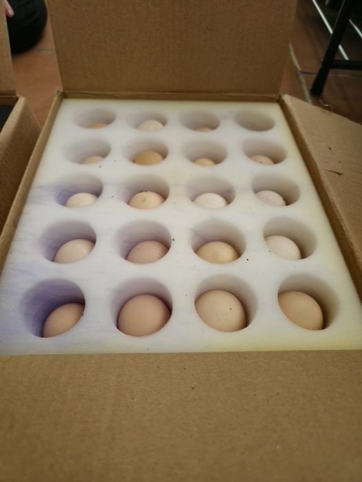 Ouă  si pui australorp negru calitate premium rasă pură