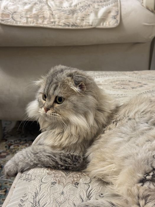 Вязка(кушишга)  scottish fold long hair