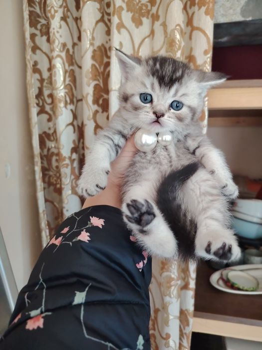 Продаются чистокровные котята