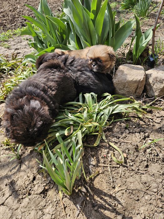 Малки сладки пекинези