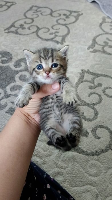 Отдам даром милых котят , находимся в рабочем