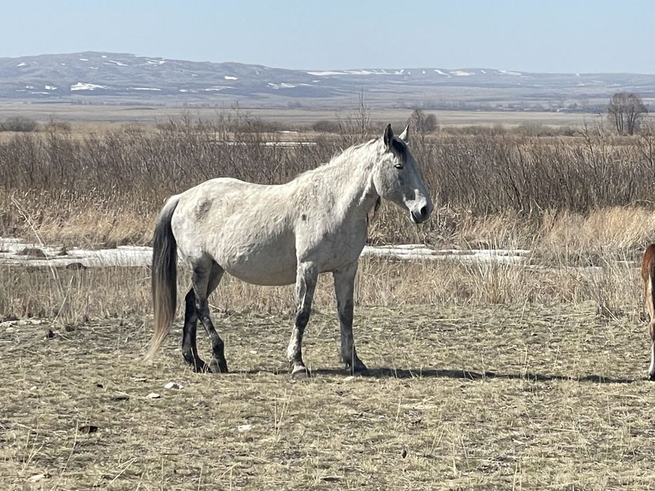 Продам крупную кобылу