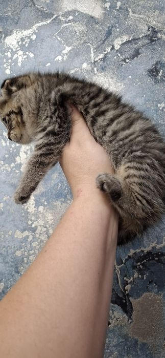 Шотландские вислоушки котята