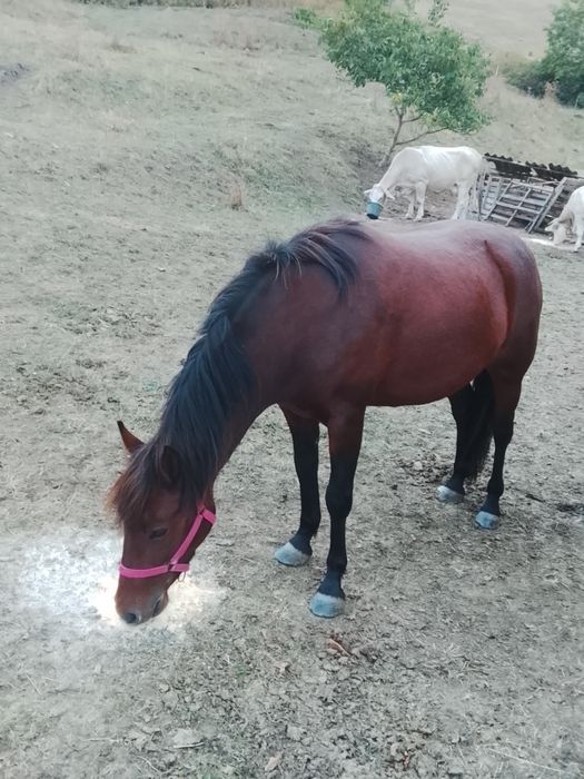 Mânză de 2ani de vânzare,manza este foarte blândă, nu a fost învățată la căruță
