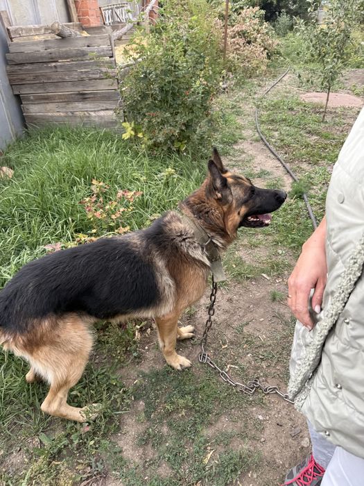 Кобель для вязки
