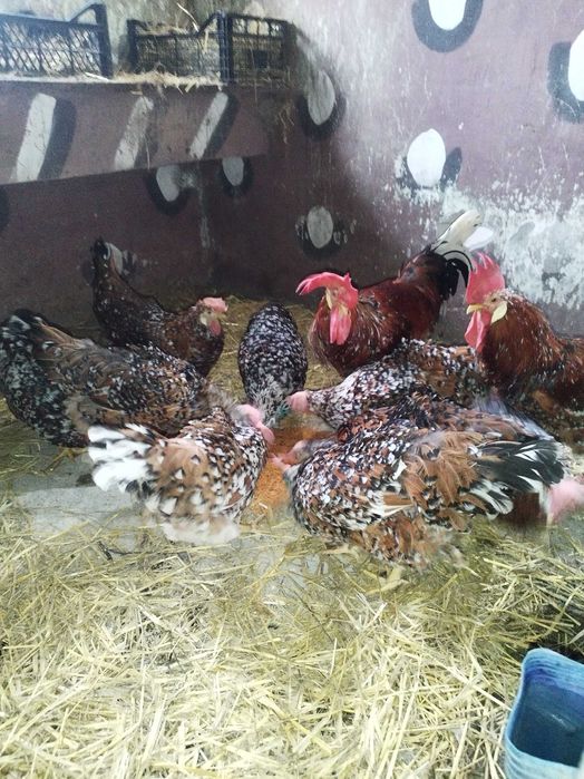 Familie italiene portelan