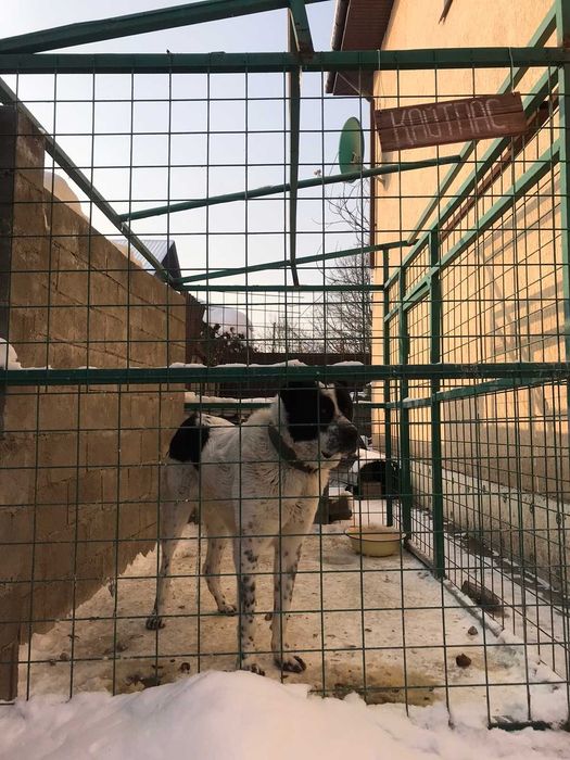 вязка кобель АЛАБАЙ