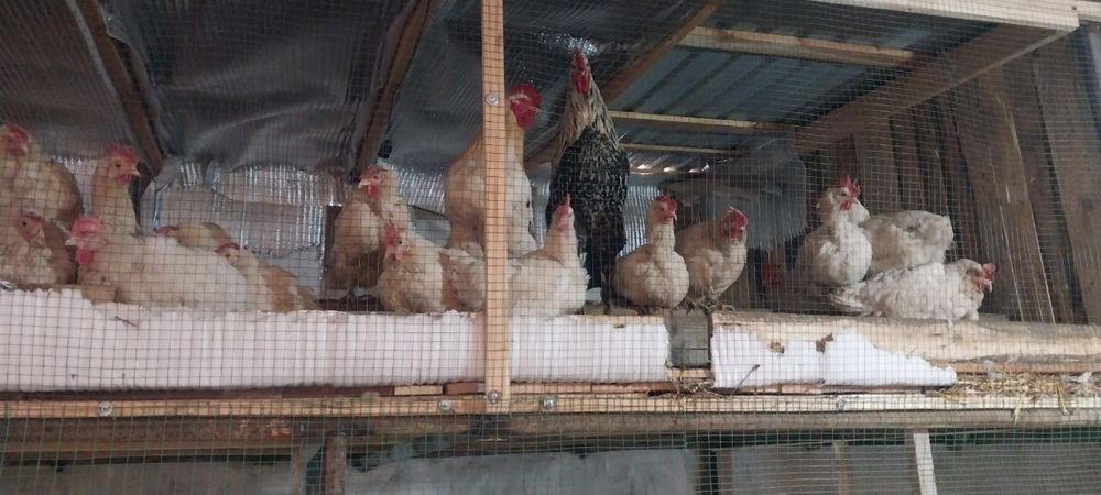 Продаются куры восьмимесячный
