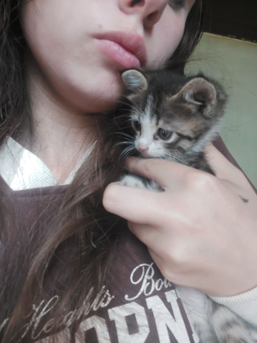 отдам котят в хорошие руки.