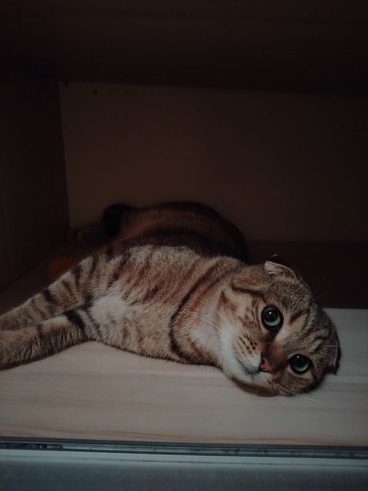 Отдам кота. Мальчик 11 месяцев
