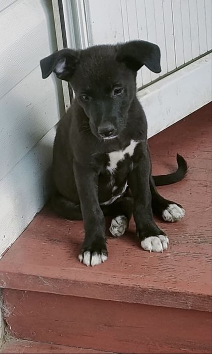 Срочно отдам щенят