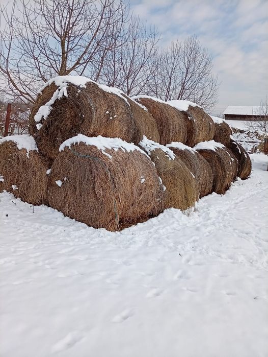 Vând baloți rotunzi mari.