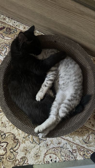 Отдам котят в добрые руки