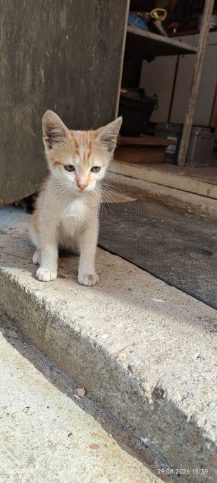 Ofer spre adopție