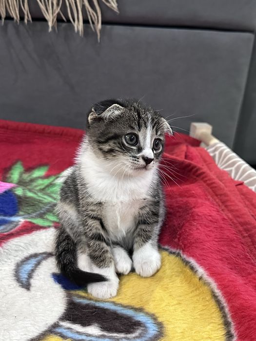 Котенок 1,5 мес (д) в добрые руки