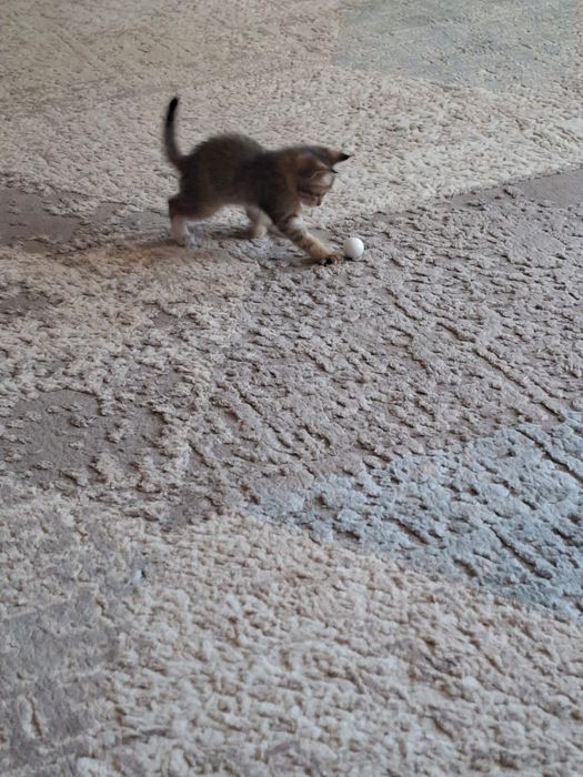 Котёнок бесплатно
