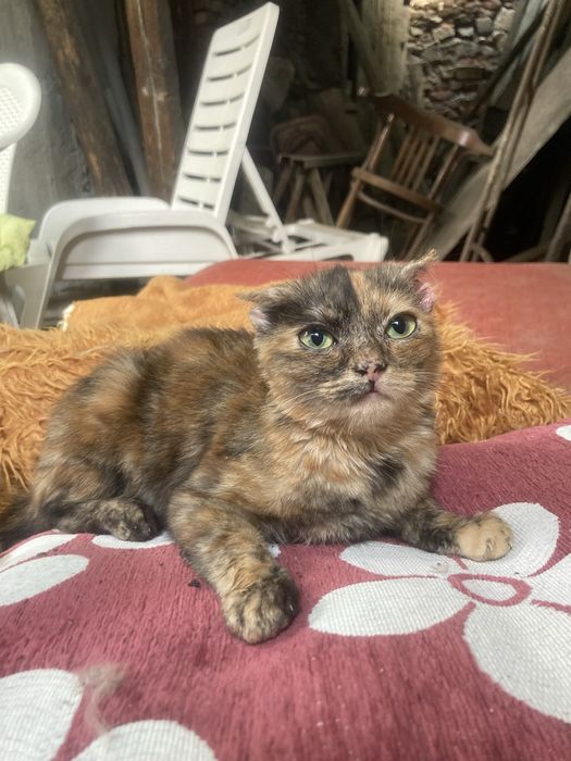 Подарявам улични котки