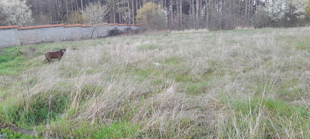 Продава се Парцел в с. Великденче, Област Търговище - 780 кв.м за 10 €/кв.м - Снимка #1