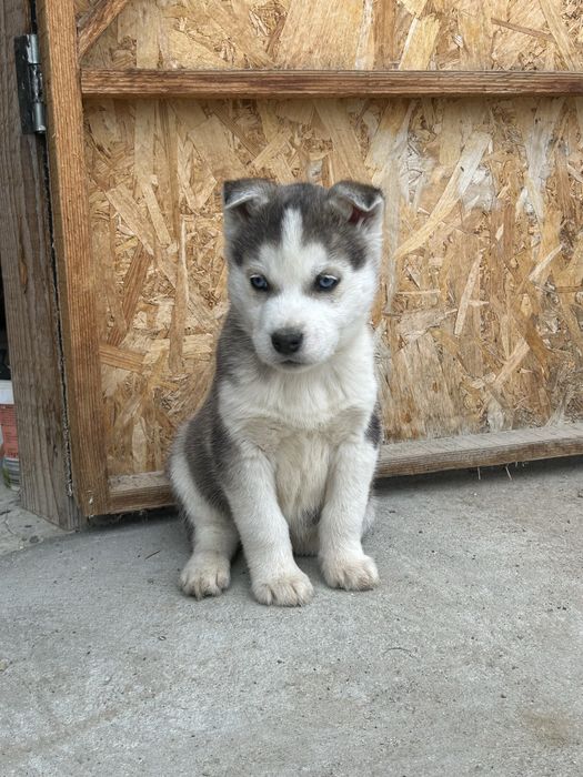 Pui husky siberian/malamut