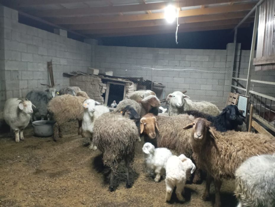 Продам баранов жирных