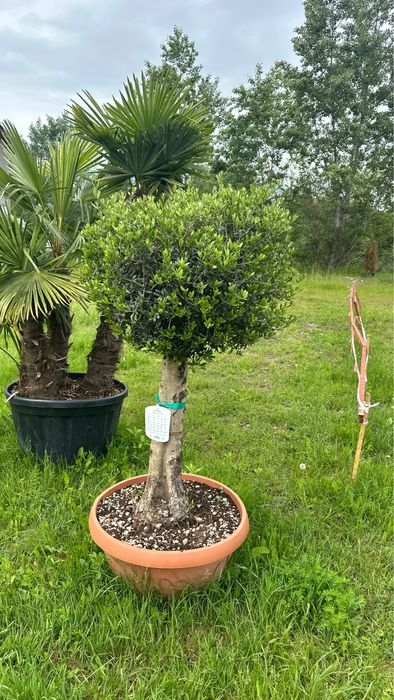 Copaci / Mesteacan / Brazii / Plante gradina