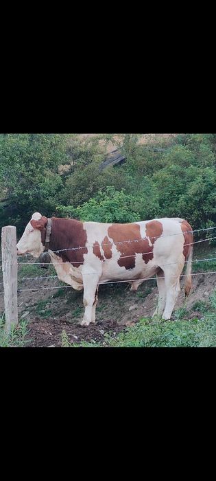 Taur de vanzare bun de monta