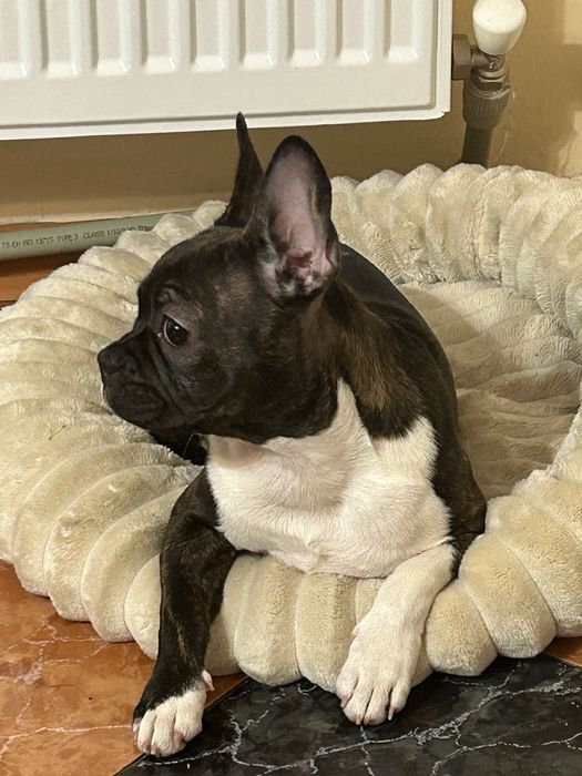 Продава се френски булдог