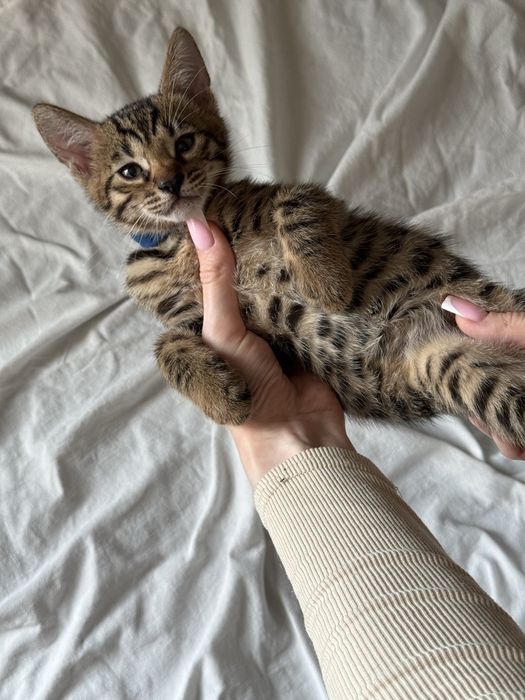 бенгальский котенок