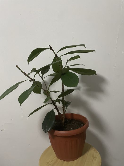 Ореховый фикус