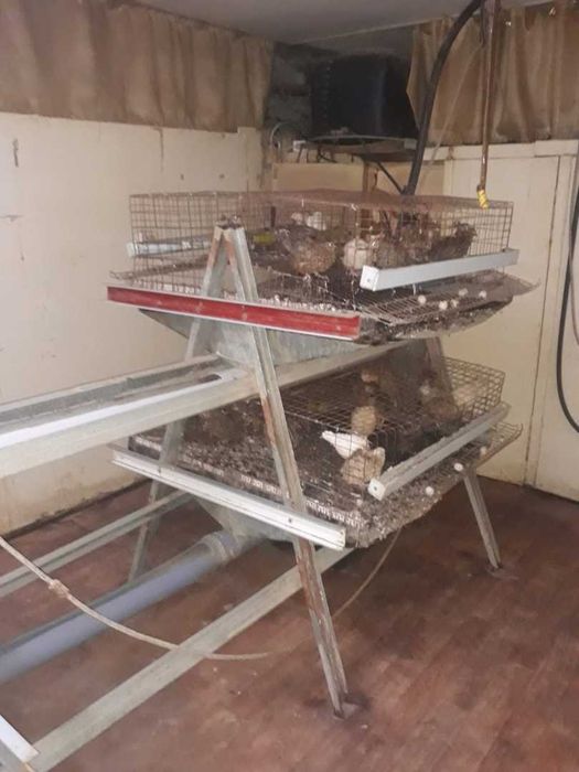 Продам перепелиную ферму