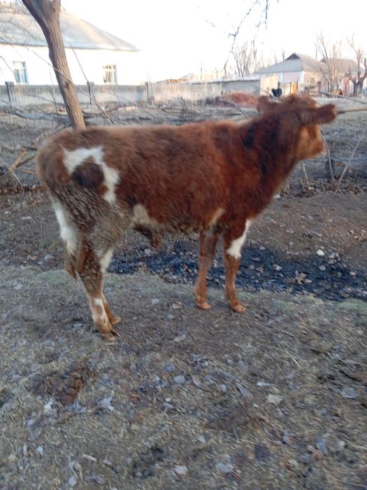 Өгізшелер сатылады