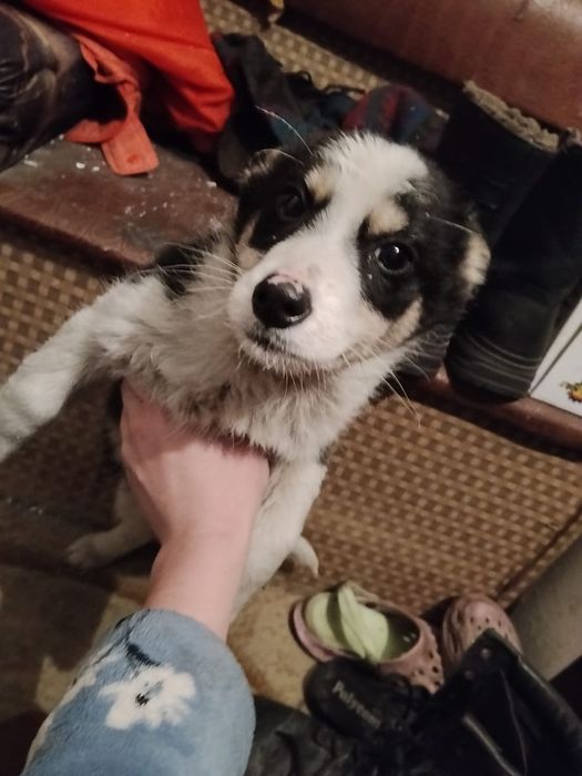 Отдам щенка в хорошие руки