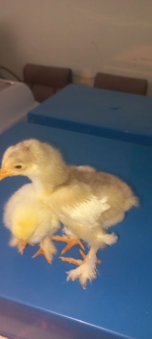 Брама гигант жужалари сотилади з⁹